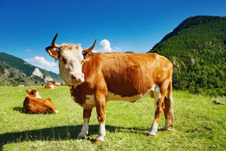 Cow - animal sounds quiz